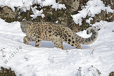 Schneeleopard im Schnee