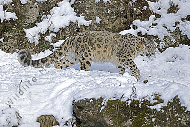 Schneeleopard im Schnee
