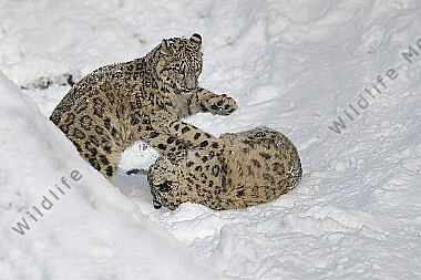 Schneeleopard im Schnee