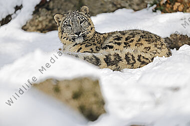 Schneeleopard im Schnee