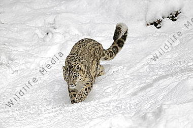 Schneeleopard im Schnee