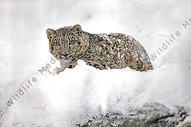 Schneeleopard im Schnee