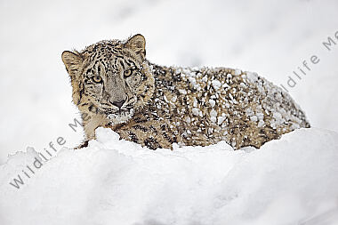 Schneeleopard im Schnee