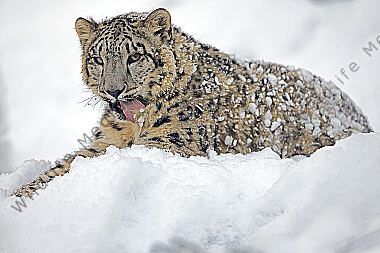 Schneeleopard im Schnee
