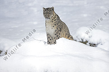 Schneeleopard im Schnee