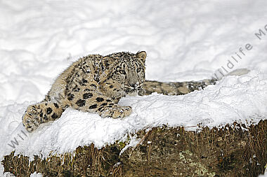 Schneeleopard im Schnee