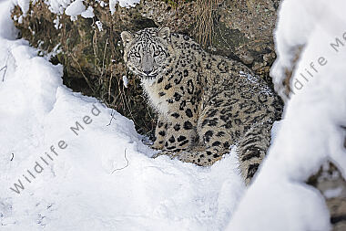 Schneeleopard im Schnee