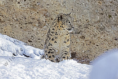 Schneeleopard im Schnee