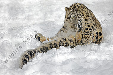 Schneeleopard im Schnee