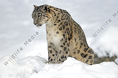 Schneeleopard im Schnee