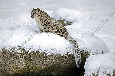 Schneeleopard im Schnee