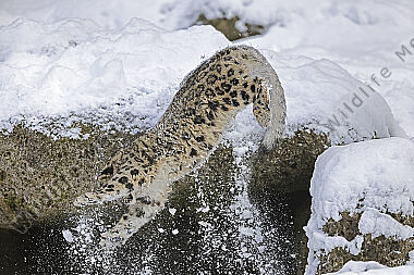 Schneeleopard im Schnee