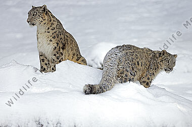 Schneeleopard im Schnee