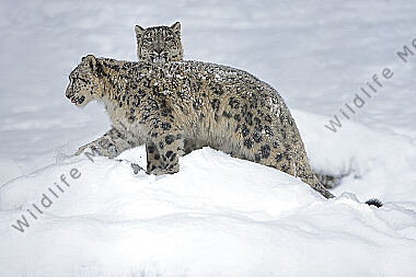 Schneeleopard im Schnee