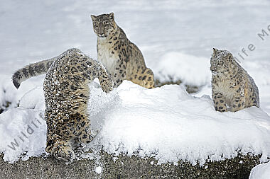 Schneeleopard im Schnee