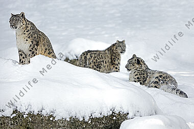 Schneeleopard im Schnee