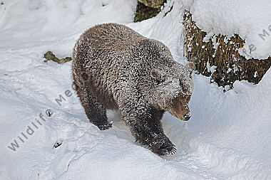 Braunbär im Schnee