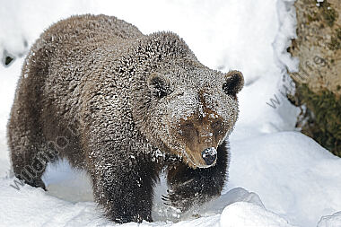 Braunbär im Schnee