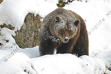 Braunbär im Schnee