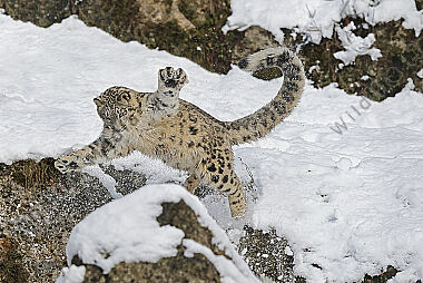 Schneeleopard im Schnee
