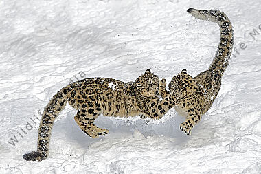 Schneeleopard im Schnee