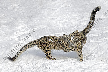 Schneeleopard im Schnee