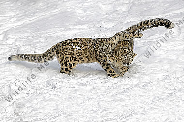 Schneeleopard im Schnee