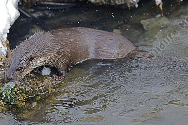 Fischotter