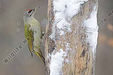 Grauspecht Männchen