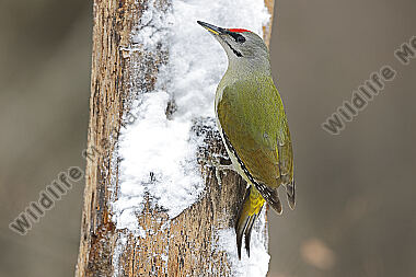 Grauspecht Männchen