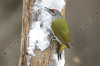 Grauspecht Männchen