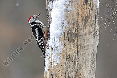 Mittelspecht Männchen