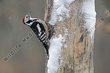 Mittelspecht Männchen