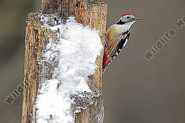 Mittelspecht Männchen