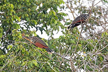 Hoatzin