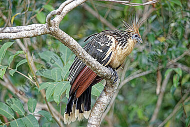 Hoatzin