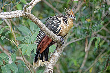 Hoatzin