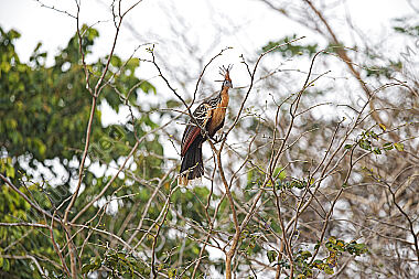 Hoatzin
