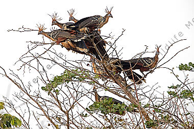 Hoatzin