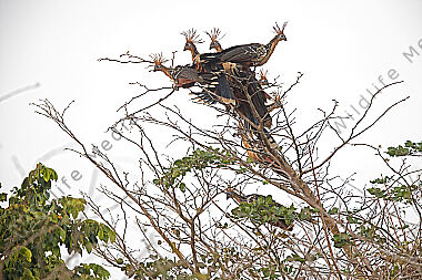Hoatzin