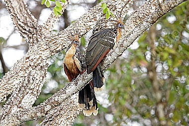 Hoatzin