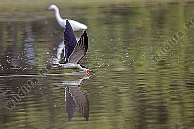Amerikascherenschnabel