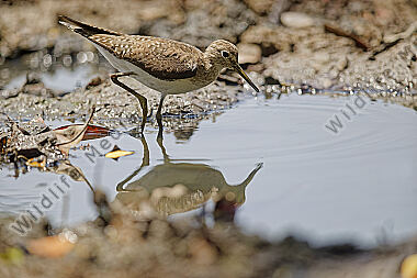 Einsamer Wasserläufer