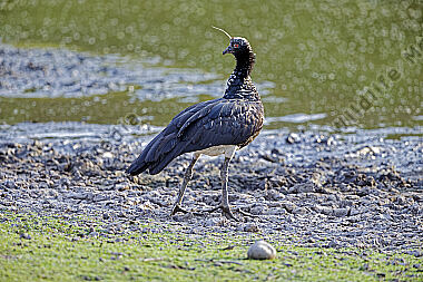 Hornwehrvogel