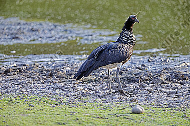 Hornwehrvogel