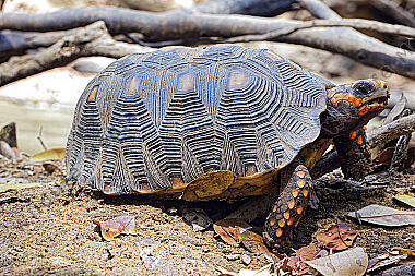 Köhlerschildkröte