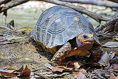 Köhlerschildkröte