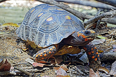 Köhlerschildkröte