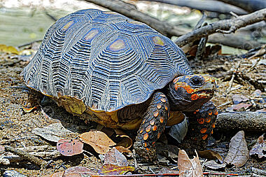 Köhlerschildkröte