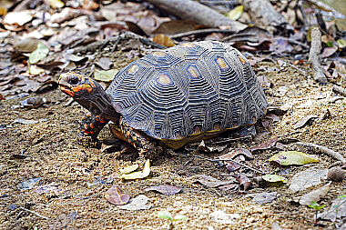 Köhlerschildkröte